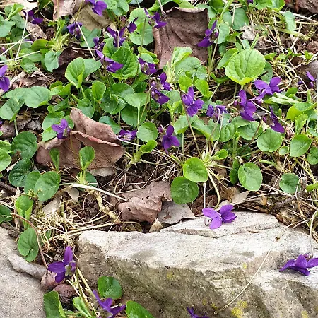 ゲストハウス Grazzano Antica Stazione