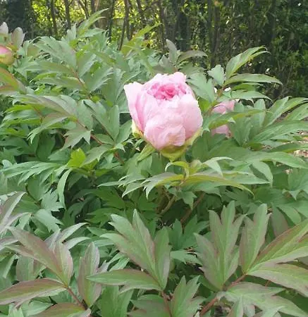 Grazzano Antica Stazione ゲストハウス グラッツァーノ・ヴィスコンティ