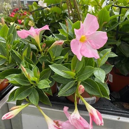 Grazzano Antica Stazione Grazzano Visconti