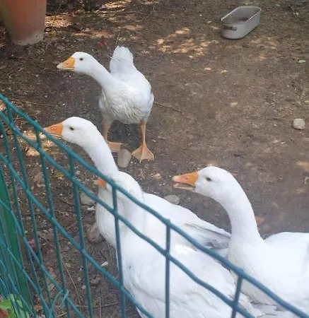 Gasthuis Grazzano Antica Stazione