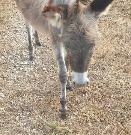 ゲストハウス Grazzano Antica Stazione *