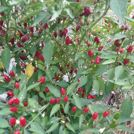 Grazzano Antica Stazione *