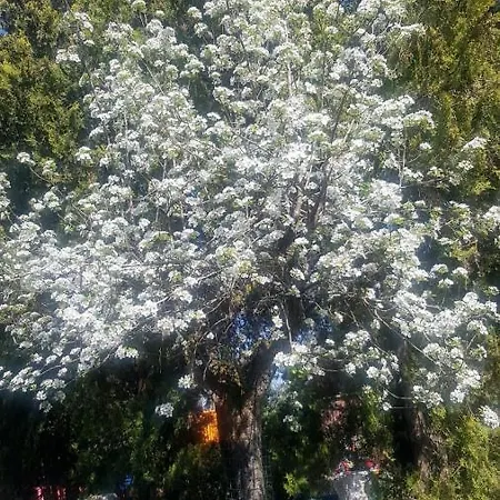 Grazzano Antica Stazione * Grazzano Visconti
