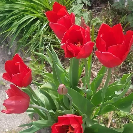 Grazzano Antica Stazione * グラッツァーノ・ヴィスコンティ