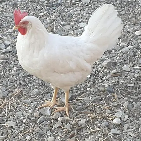 Grazzano Antica Stazione ゲストハウス グラッツァーノ・ヴィスコンティ