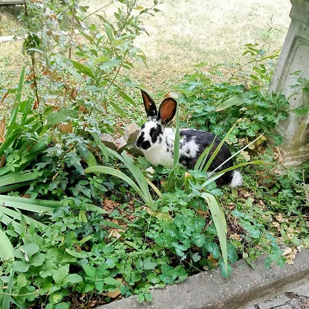 Grazzano Antica Stazione ゲストハウス グラッツァーノ・ヴィスコンティ