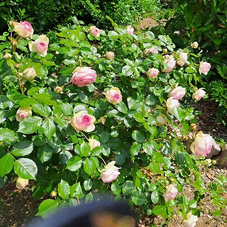 Grazzano Antica Stazione