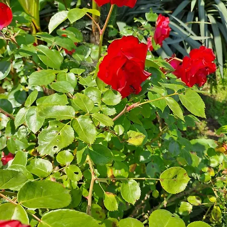 Grazzano Antica Stazione ゲストハウス