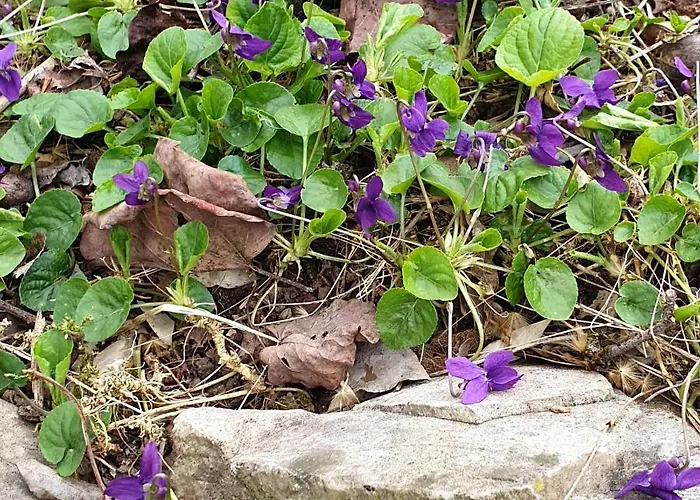 بيت ضيافة Grazzano Antica Stazione