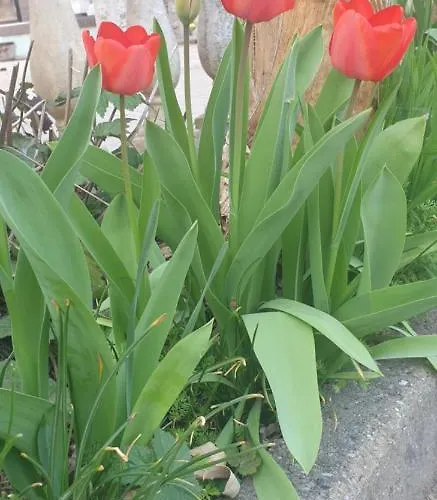 Grazzano Antica Stazione Πανσιόν *