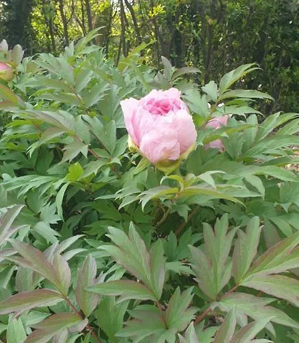 Grazzano Antica Stazione بيت ضيافة جرازانو فيسكونتي