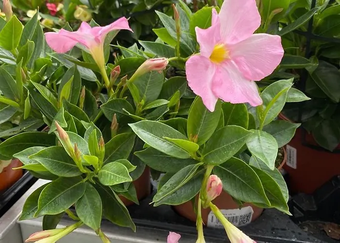 Grazzano Antica Stazione جرازانو فيسكونتي