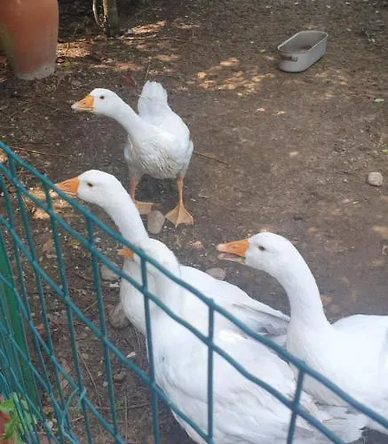 Gæstehus Grazzano Antica Stazione