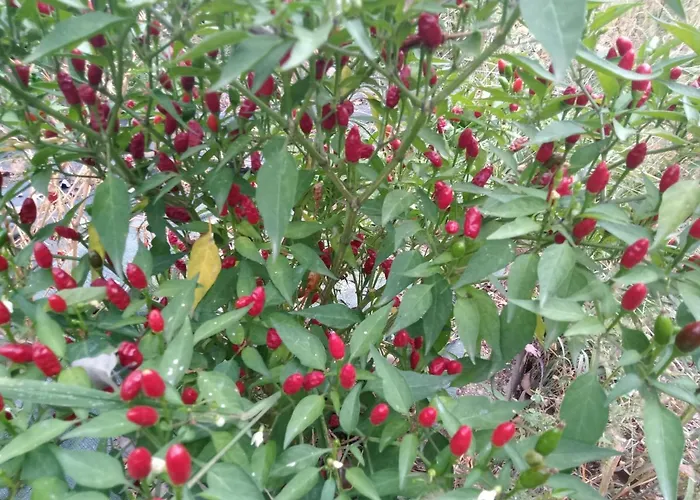 Grazzano Antica Stazione *