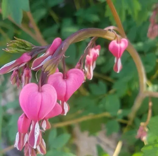 Grazzano Antica Stazione Πανσιόν *