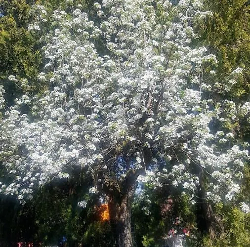 Grazzano Antica Stazione * جرازانو فيسكونتي