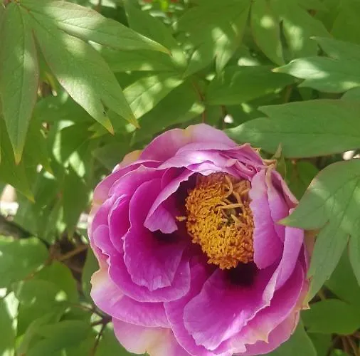 Grazzano Antica Stazione