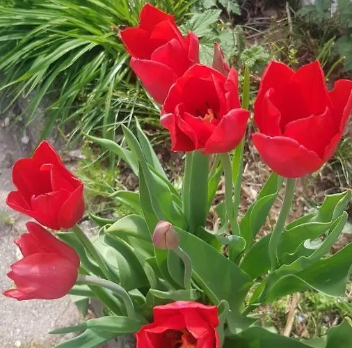 Grazzano Antica Stazione * Grazzano Visconti