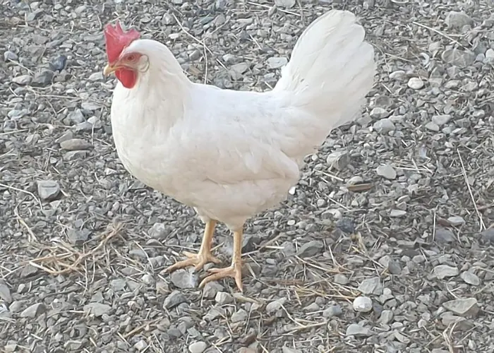 Grazzano Antica Stazione Πανσιόν Grazzano Visconti