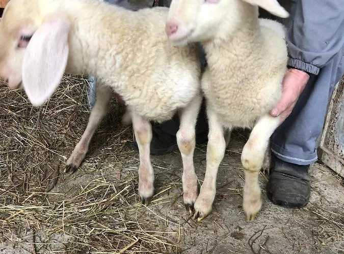 Grazzano Antica Stazione