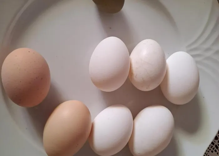 بيت ضيافة Grazzano Antica Stazione جرازانو فيسكونتي