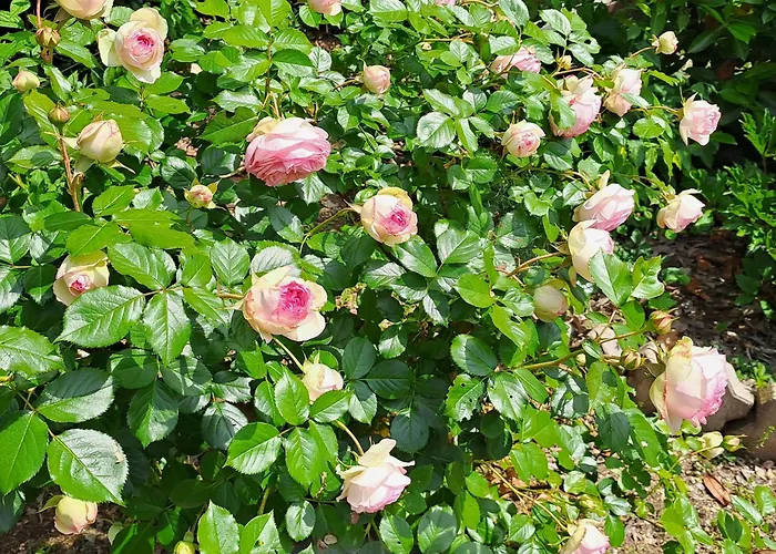 Grazzano Antica Stazione