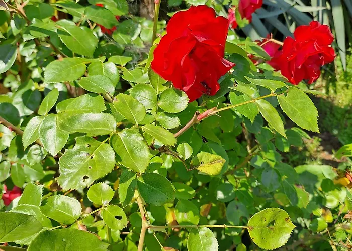 Grazzano Antica Stazione Πανσιόν